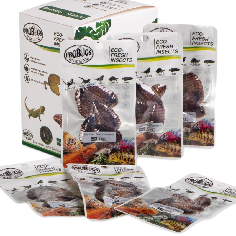 ProBugs Eco-Fresh Dubia Cockroach 5buc - gândaci argentinieni proaspeți