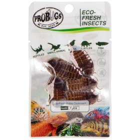 ProBugs Eco-Fresh Dubia Cockroach 5pcs - fresh Argentine cockroaches