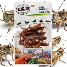 ProBugs Eco-Fresh Heuschrecken 8 Stück - frische Heuschrecken