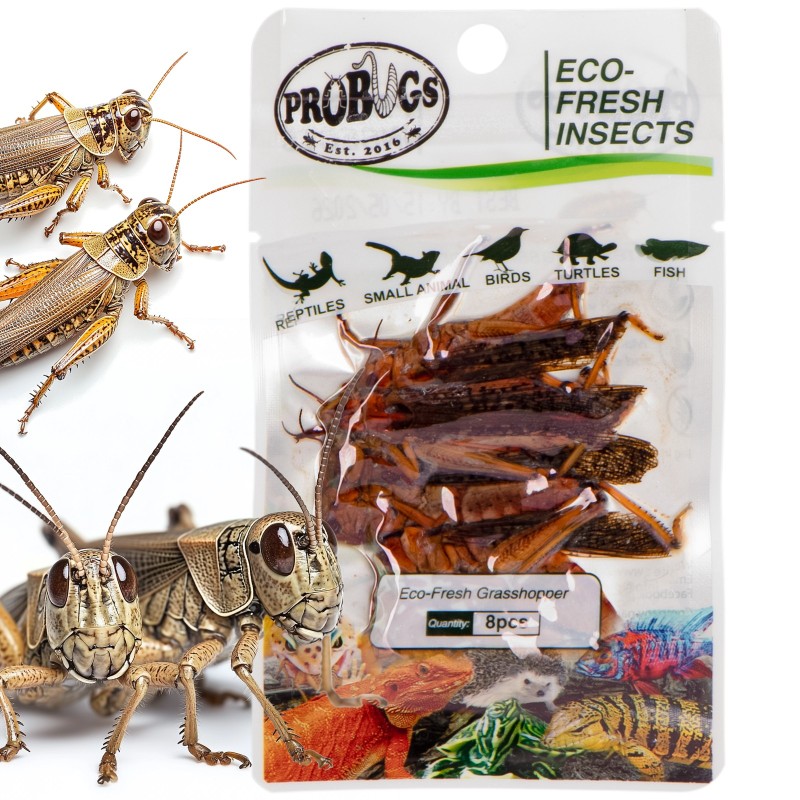 ProBugs Eco-Fresh Heuschrecken 8 Stück - frische Heuschrecken