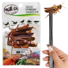 ProBugs Eco-Fresh Grasshopper 8pcs - fresh grasshoppers