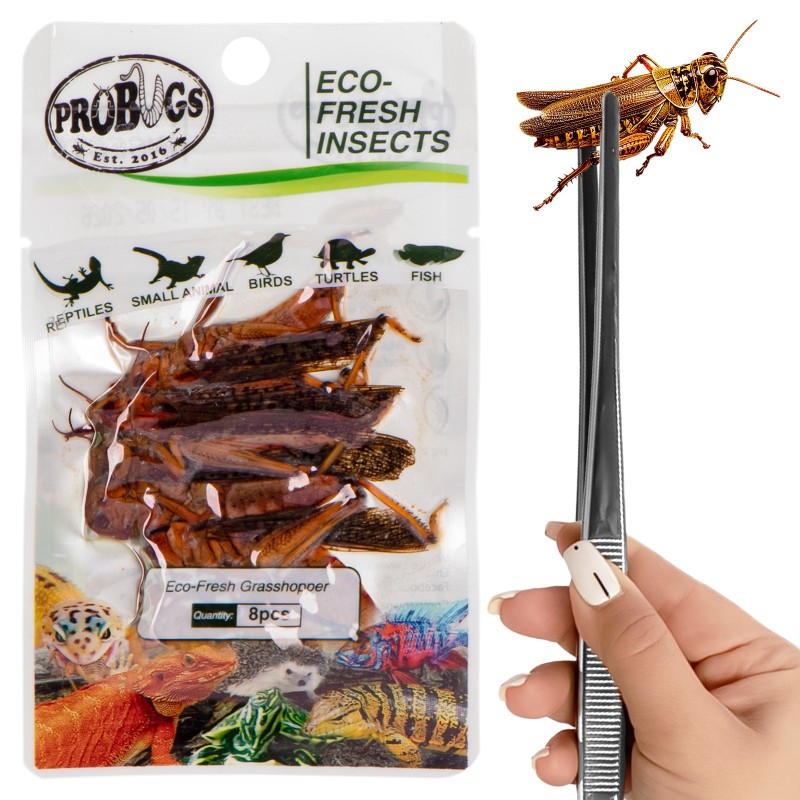 ProBugs Eco-Fresh Sauterelles 8 pièces - sauterelles fraîches