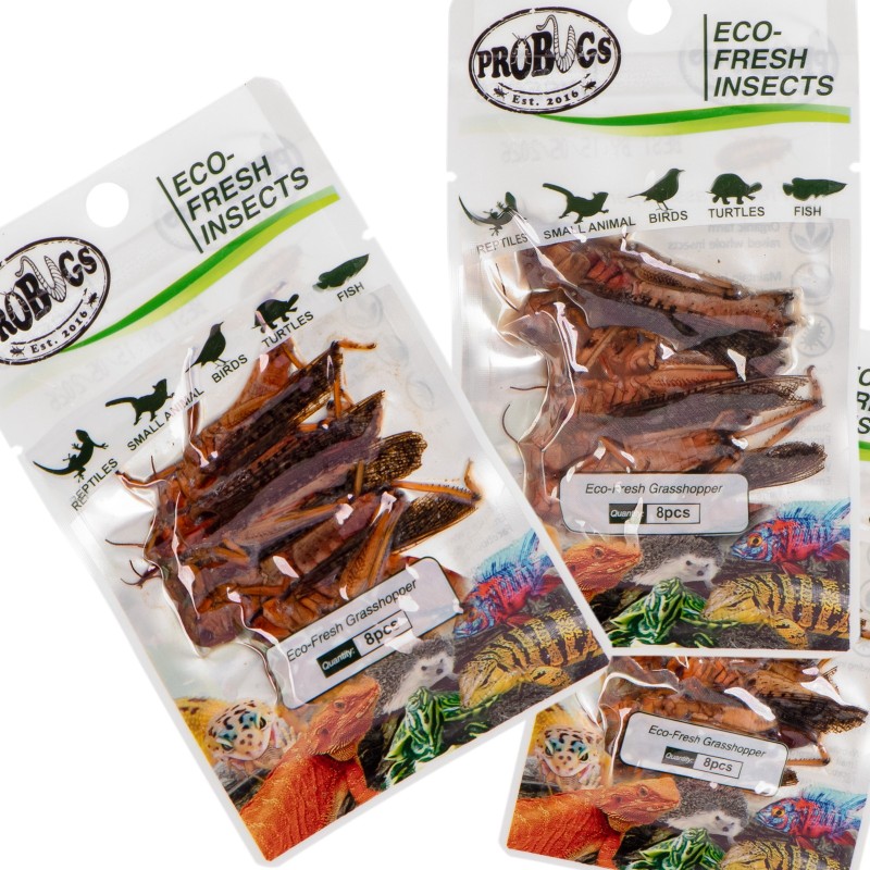 ProBugs Eco-Fresh Grasshopper 8pcs - fresh grasshoppers