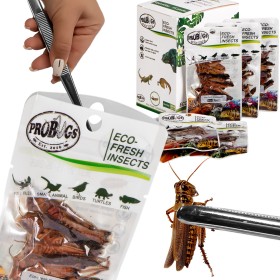 ProBugs Eco-Fresh Heuschrecken 8 Stück - frische Heuschrecken