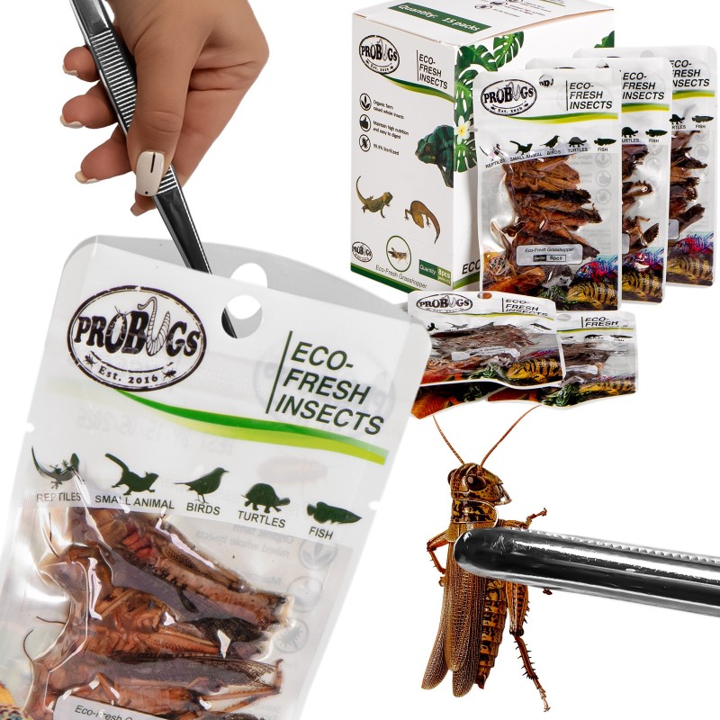 ProBugs Eco-Fresh Gresshoppe 8stk - ferske gresshopper