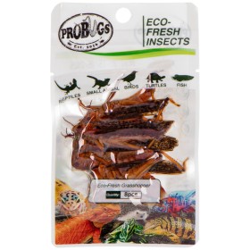 ProBugs Eco-Fresh Heuschrecken 8 Stück - frische Heuschrecken