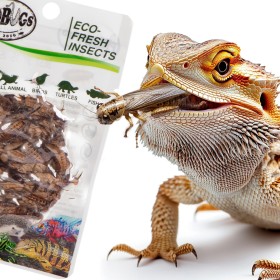 ProBugs Eco-Fresh Cricket 6g - свежие сверчки