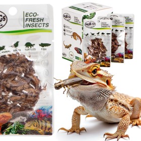 ProBugs Eco-Fresh Cricket 6g - fresh crickets