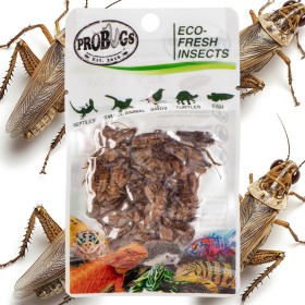 ProBugs Eco-Fresh Cricket 6g - свежие сверчки