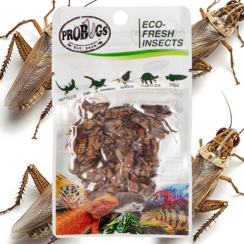 ProBugs Eco-Fresh Cricket 6g - fresh crickets