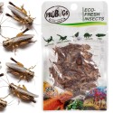 ProBugs Eco-Fresh Cricket 6g - fresh crickets