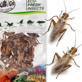 ProBugs Eco-Fresh Cricket 6g - fresh crickets