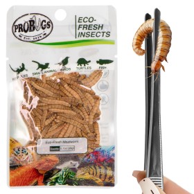 ProBugs Eco-Fresh Mealworm 20g - fresh mealworm larvae