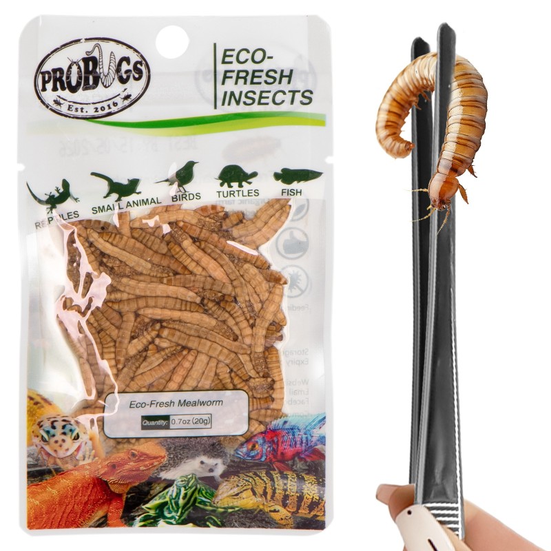 ProBugs Eco-Fresh Mehlwürmer 20g - frische Mehlkäferlarven