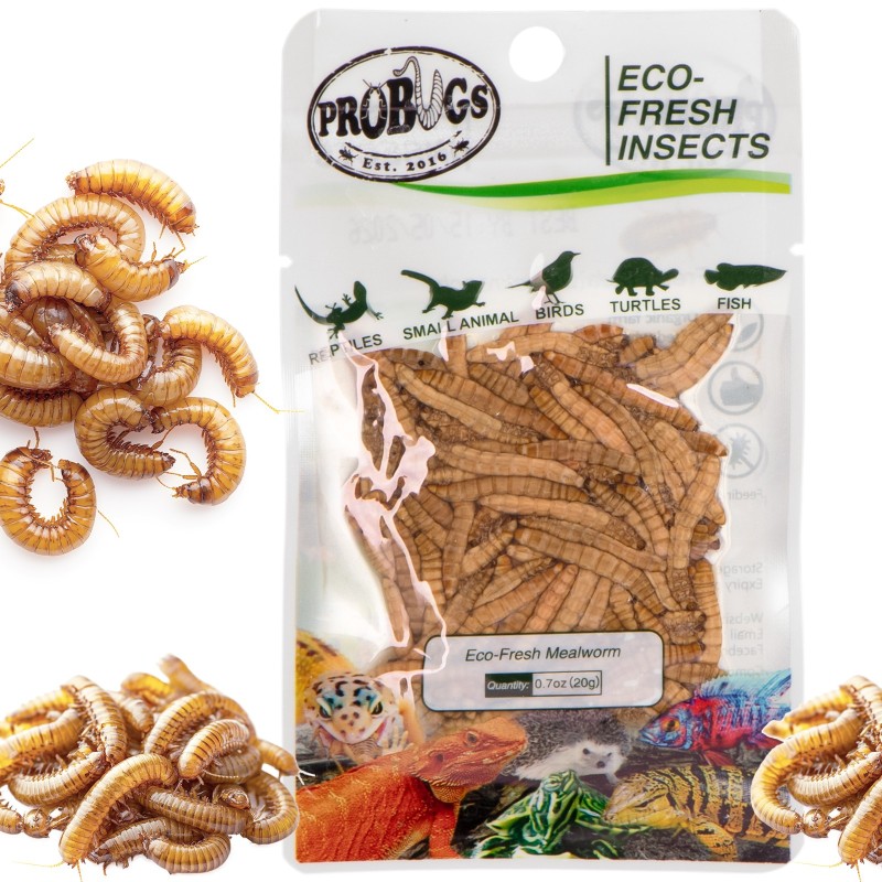 ProBugs Eco-Fresh Gândaci de Făină 20g - larve proaspete de gândac de făină