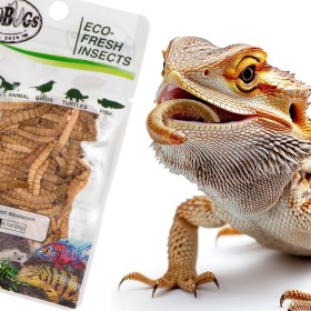 ProBugs Eco-Fresh Mealworm 20g - värsked jahukoi vastsed