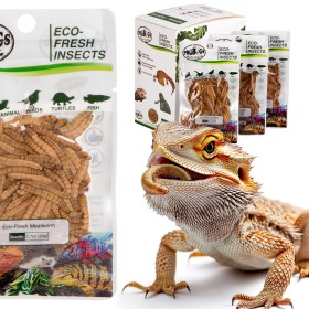 ProBugs Eco-Fresh Mealworm 20g - fresh mealworm larvae