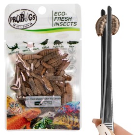 ProBugs Eco-Fresh Black Soldier Fly Larvae 20g - fresh black soldier fly larvae