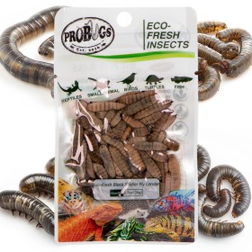 ProBugs Eco-Fresh Black Soldier Fly Larvae 20g - fresh black soldier fly larvae