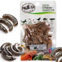 ProBugs Eco-Fresh Black Solider Fly Larvae 20g - świeże larwy muchy czarnej