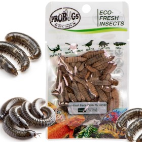 ProBugs Eco-Fresh Black Soldier Fly Larvae 20g - fresh black soldier fly larvae