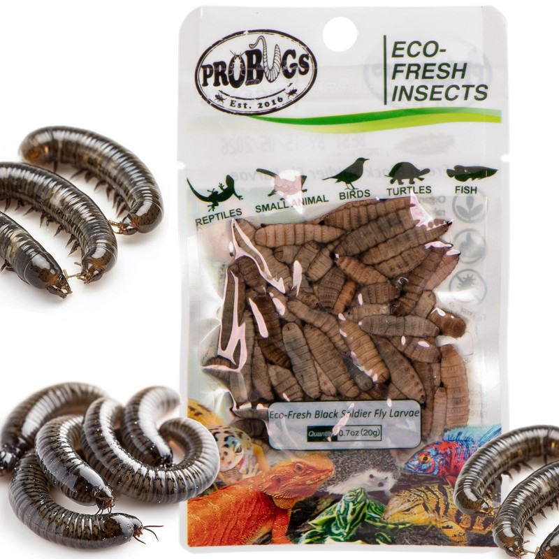 ProBugs Eco-Fresh čierne larvy muchy vojak 20g - čerstvé larvy čiernej muchy