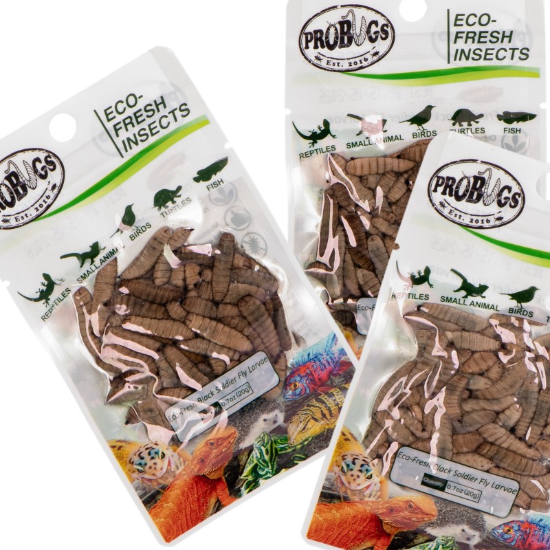 ProBugs Eco-Fresh Black Soldier Fly Larvae 20g