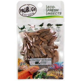 ProBugs Eco-Fresh черные мухи-солдаты личинки 20г - свежие личинки черной мухи.