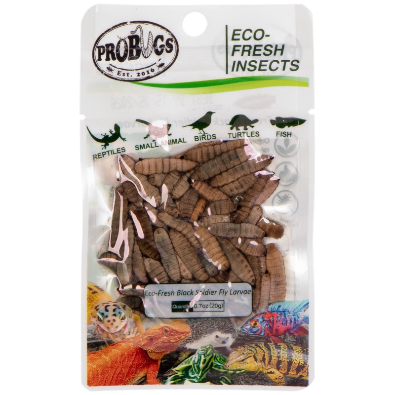 ProBugs Eco-Fresh Black Soldier Fly Larvae 20g - fresh black soldier fly larvae