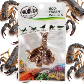 ProBugs Eco-Fresh Scorpione 3pz - scorpioni freschi