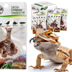 ProBugs Eco-Fresh Scorpion 3pcs - scorpions frais