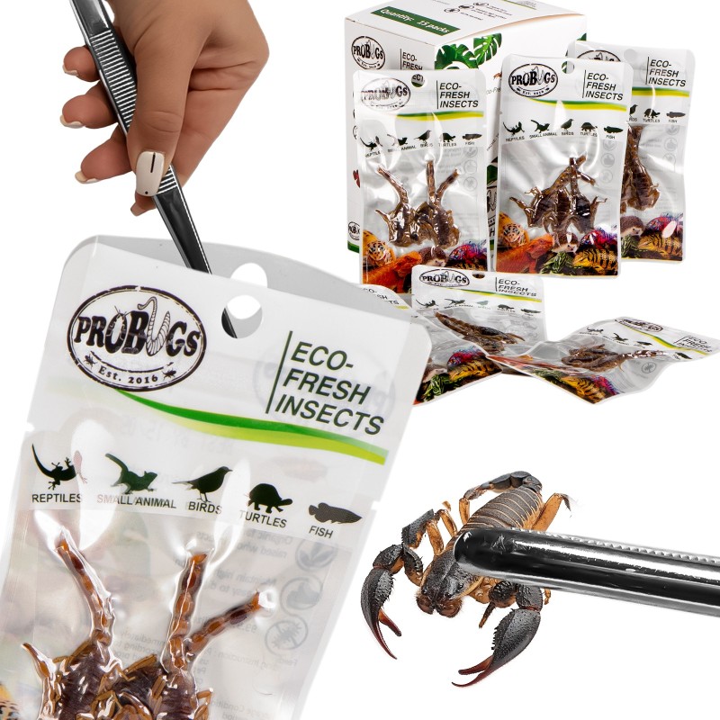 ProBugs Eco-Fresh Skorpion 3tk - värsked skorpionid