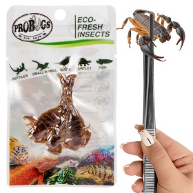 ProBugs Eco-Fresh Escorpiões 3pcs