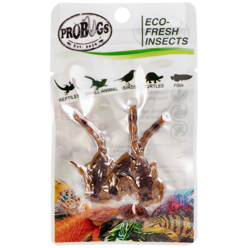 ProBugs Eco-Fresh Escorpiões 3pcs