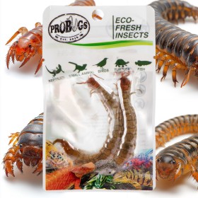 ProBugs Eco-Fresh Scolopendra Stonožka 2ks - čerstvé stonožky