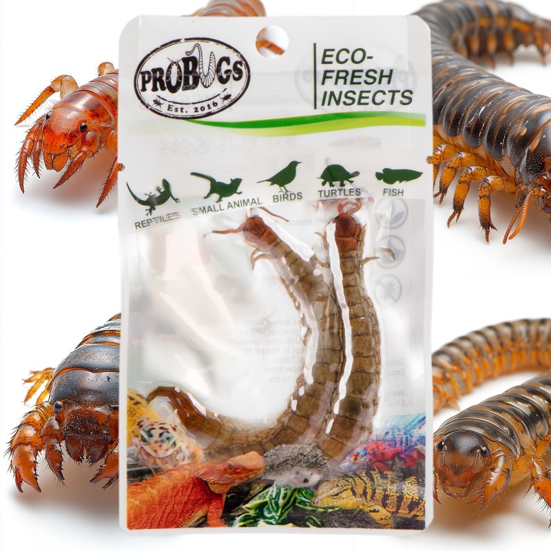 ProBugs Eco-Fresh Scolopendra Centipede 2db - friss scolopendra