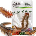 ProBugs Eco-Fresh Scolopendra Centipede 2pcs - fresh centipedes