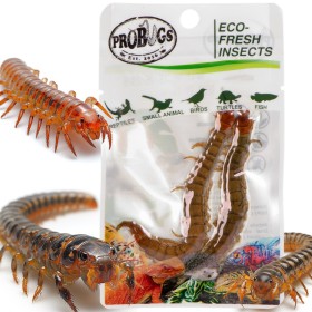 ProBugs Eco-Fresh Scolopendra Stonožka 2ks - čerstvé stonožky