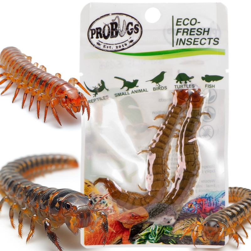 ProBugs Eco-Fresh Scolopendra Centipede 2 шт - свежие сколопендры