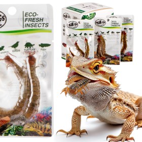 ProBugs Eco-Fresh Scolopendra Ciempés 2pcs - ciempés frescos