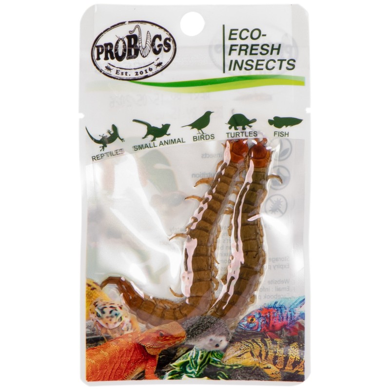 ProBugs Eco-Fresh Scolopendra Stonožka 2ks - čerstvé stonožky