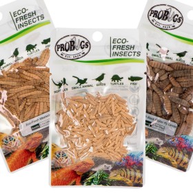 Probugs Pequeño Gecko y Conjunto de Anfibios - conjunto para pequeños reptiles y anfibios