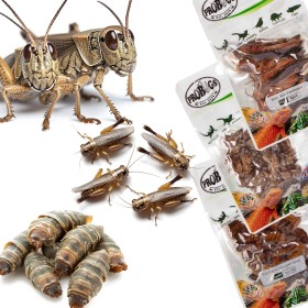 Probugs Reptiles Set - set van insecten voor middelgrote reptielen