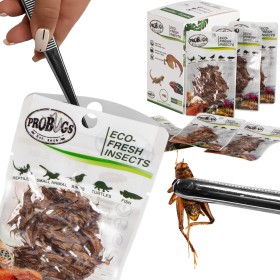 Ensemble Probugs Reptiles - ensemble de vers pour reptiles de taille moyenne.