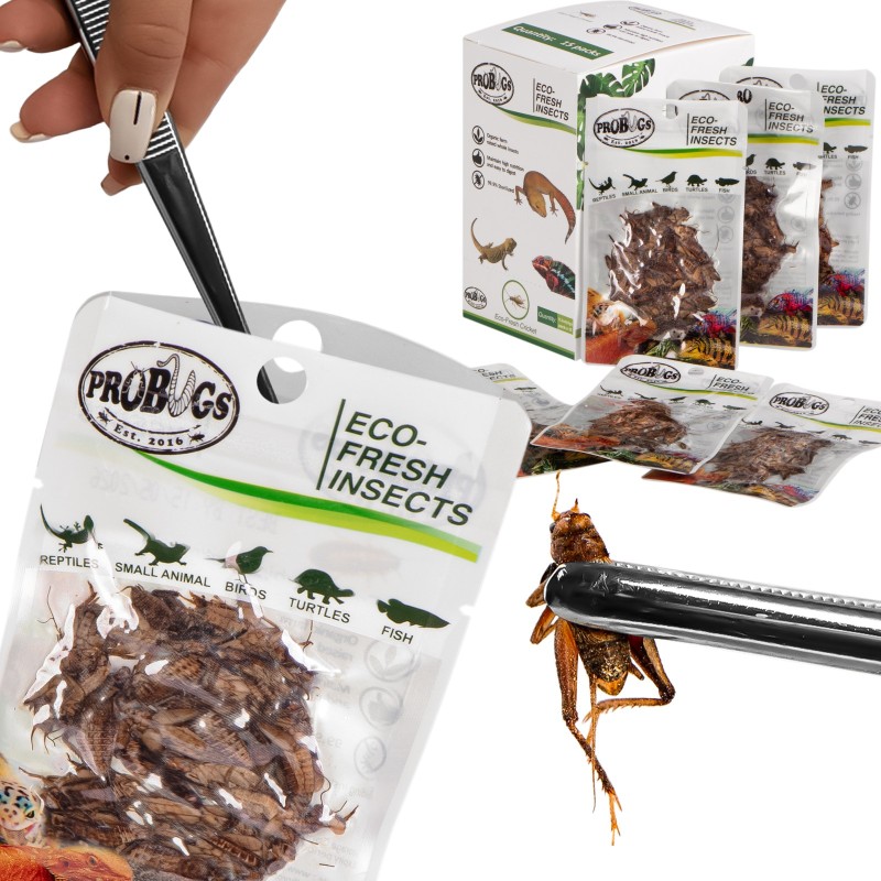 Conjunto de Reptiles Probugs - conjunto de insectos para reptiles medianos.