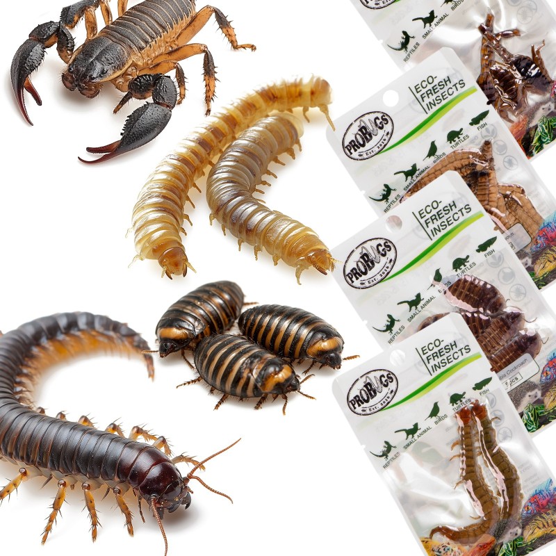 Probugs Big Reptiles Set - conjunto de insectos para grandes reptiles