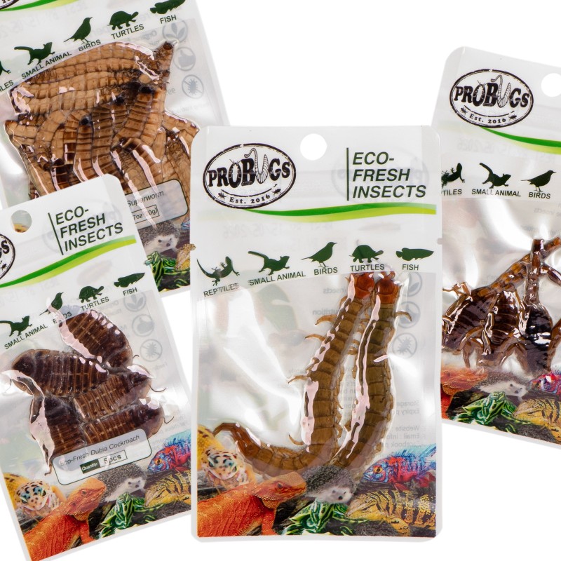 Probugs Big Reptiles Set - Set von Insekten für große Reptilien