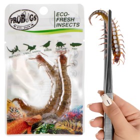 Probugs Bearded Dragon Set Plus - a complete diet for bearded dragons with bugs and vitamin gel.