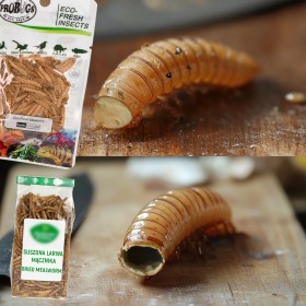 ProBugs Eco-Fresh Superworm 20g - čerstvé larvy dřevokazného brouka