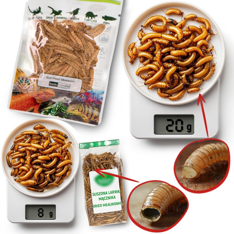 ProBugs Eco-Fresh Superworm 20g - fresh larvae of the woodworm.